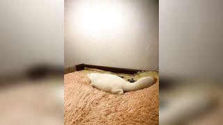 Xyligana - Porn Video [Bongacams]: beautiful derriere, perfect symmetry, beautiful porn slut