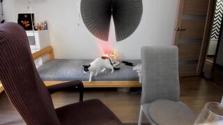 la-vida-loca - Porn Video [Bongacams]: gorgeous babe stream, webcamsex, hottest webcam babe