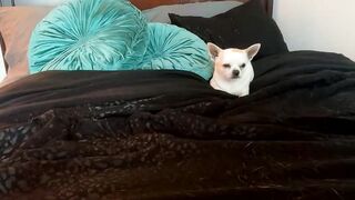 avangelinefunn99 - Live Chaturbate cute Streaming interaction panty spanks